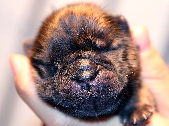 刚出生顶级纯种深红松狮犬的样子照片图片
