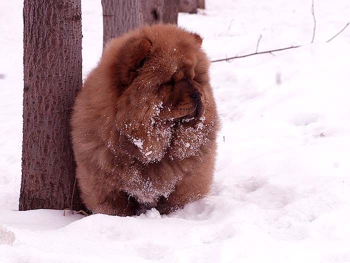 3个月战神儿子顶级红色纯种松狮幼犬雪地照片
