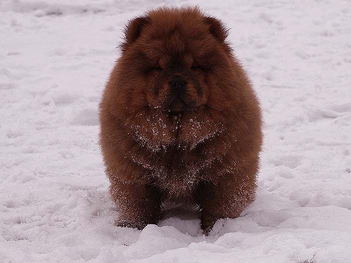 3个月战神女儿顶级红色纯种松狮幼犬雪地照片