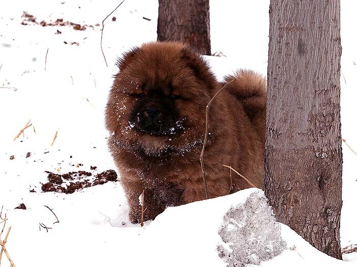 2个半月小现金儿子红色顶级纯种赛级松狮幼犬雪地图片