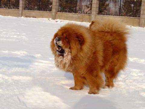 俄系松狮犬图片
