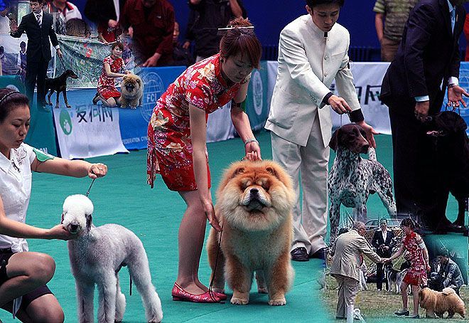 克服DOG SHOW宠物狗训练价格60元/天调理性格动态体型变形