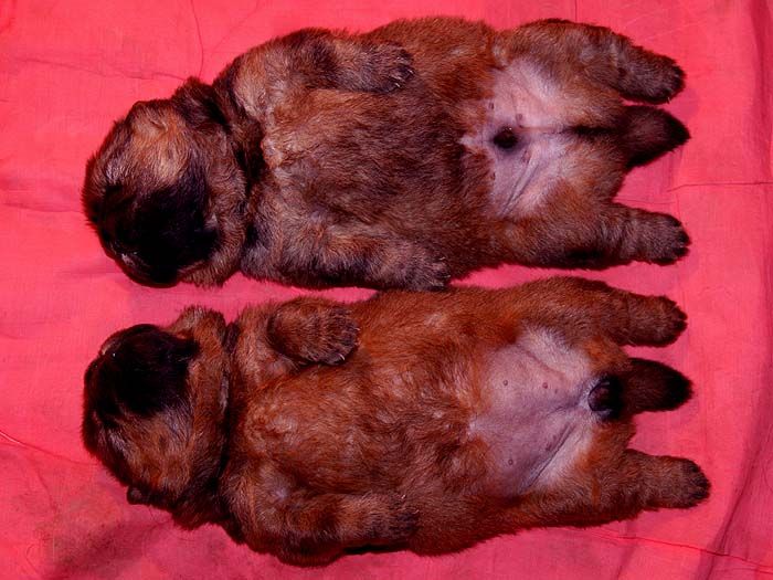 15天一对世界范围顶级红色纯种小松狮犬图片