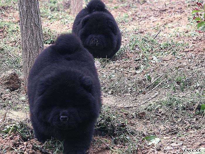 11年六万和熊仔的2两条黑色松狮幼犬母犬图片图片