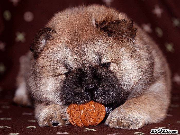 FIRST CASH的红色松狮犬母犬照片40天