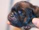 松狮犬幼犬图片刚出生赛级纯种深红松狮犬的样子照片图片