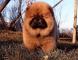 松狮犬幼犬图片罕见深红纯种赛级松狮幼犬3月公图片