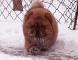 松狮犬幼犬图片3个月战神儿子赛级红色纯种松狮幼犬雪地照片