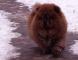 松狮犬幼犬图片3个月战神女儿赛级红色纯种松狮幼犬雪地照片图片
