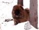 松狮犬幼犬图片小现金儿子红色赛级纯种赛级松狮幼犬雪地图片