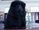黑色松狮犬图片09年现金和皇后的赛级黑色冠军级松狮幼犬图片2