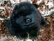 黑色松狮犬图片熊仔和蛮丫的黑色母松狮幼犬图片