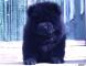 黑色松狮犬图片黑熊和第一吻KISS的赛级黑色松狮2挑母犬图片
