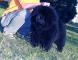 黑色松狮犬图片纯种黑色松狮犬图片 黑松狮犬幼犬公照片