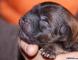 松狮犬幼犬图片11年战神和保龄的赛级松狮幼犬出生照片图片