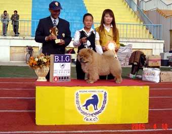 05年4月10日阿KING荣获松狮犬冠军BOB非运动组冠军BIG