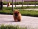 松狮犬介绍北京宠物寄养价格20元/天单圈寄养户外运动6小时