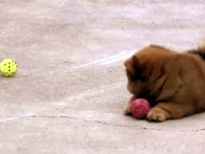 2个月顶级纯种美系松狮犬幼犬视频 小松狮公犬