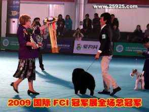 2009FCI中国冠军展CACIB黑牛获全场总冠军BIS一集