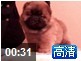 战神和六万顶级红色美系松狮母犬幼犬视频