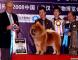 松狮冠军08.11.16日小现金获33届中国纯种犬全场总冠军BIS