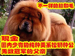 松狮犬比赛专业名词中文英文对照大全 冠军名称