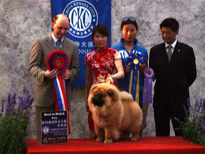 09.5.10日第三届苏州国际名犬展战神获全场总冠军BIS松狮犬冠军BOB
