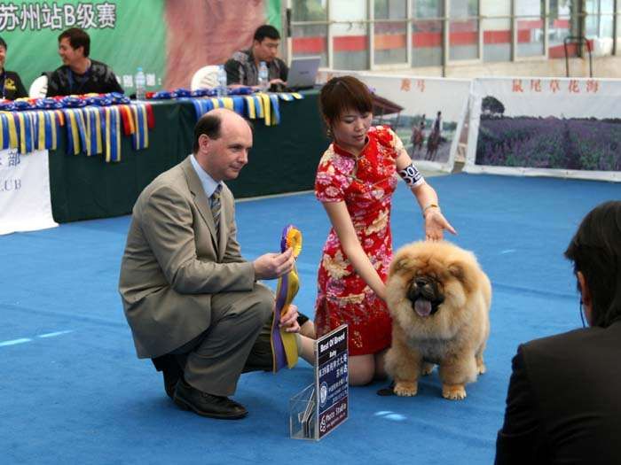 09.5.10日第三届苏州国际名犬展战神获全场总冠军BIS松狮犬冠军