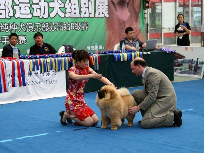 09.5.10日第三届苏州国际名犬展战神获全场总冠军BIS松狮犬冠军