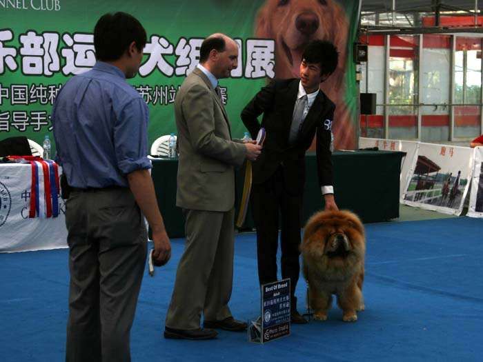 09.5.10日第三届苏州国际名犬展小现金获松狮犬冠军BOB非运动组冠军BIG