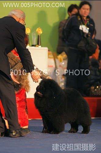 2010年3月13日-14日上海宠物大会中国犬赛黑金获全场总冠军BIS非运动组冠军松狮冠军