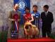松狮冠军09.5.10第三届苏州国际名犬展战神获全场总冠军BIS