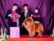 松狮犬高清图片上海小现金获全场总冠军超级BIS和松狮冠军