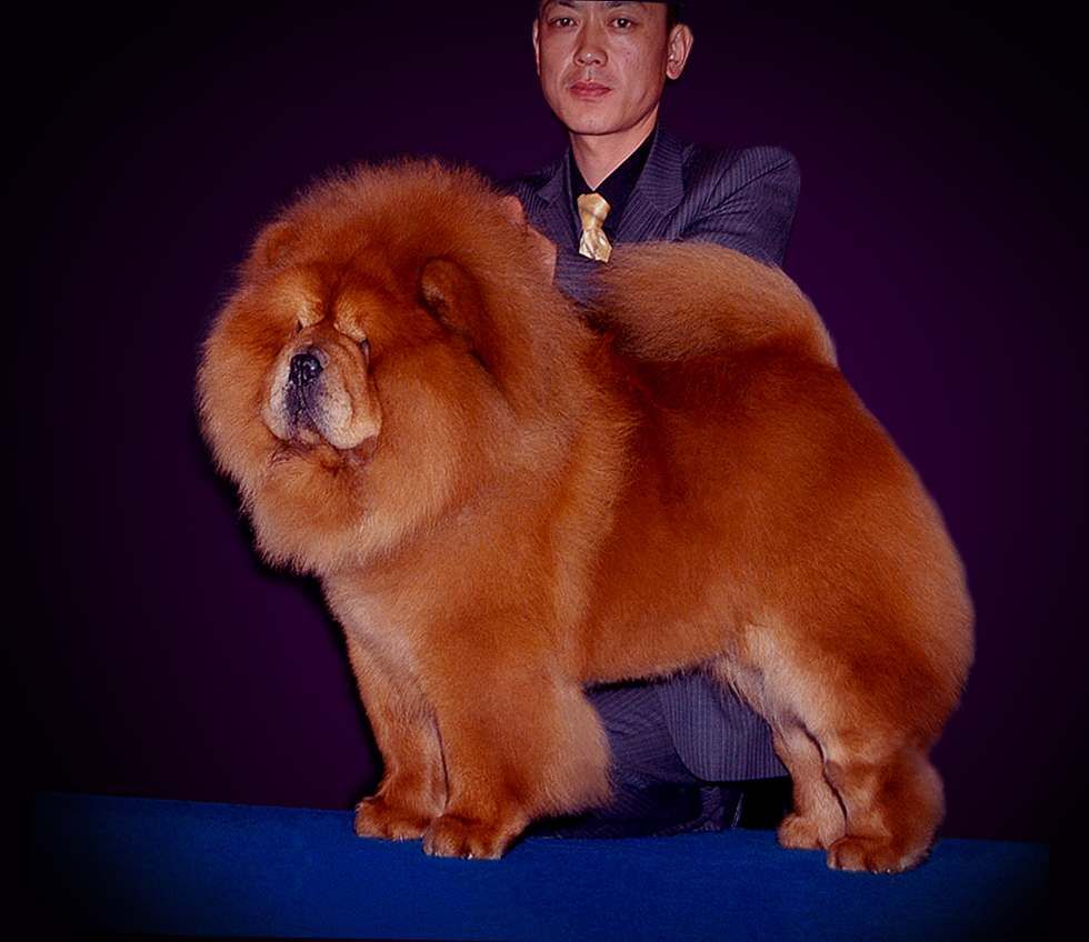 现金CASH美国永久冠军松狮犬图片