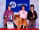松狮犬高清图片小现金FIRST CASH获25届CKC全犬种大赛全场总冠军