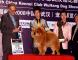 松狮犬高清图片统帅LEADER获武汉宠物博览会全场总冠军