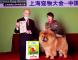 松狮犬高清图片2010年3月13日上海宠物大会战神获非运动组冠军