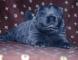 短毛松狮犬图片近一个月顶赛纯种蓝色松狮犬图片蓝色松狮幼犬图片