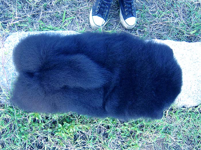 黑金熊三个半月六万和战神的黑色松狮幼犬公犬 图片2