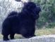 松狮图片黑金熊 六万和战神的黑色松狮幼犬公犬图片图片