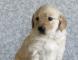 宠物狗测试出纯种金毛犬幼犬3个月公犬图片
