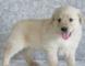 宠物狗测试出售江苏纯种金毛犬幼犬3个月公犬图片