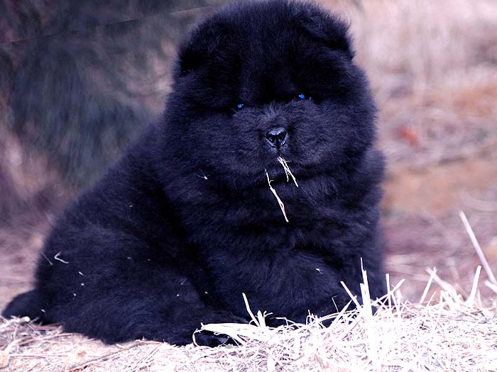 出售小现金的纯种顶级松狮犬黑色幼犬公-图片1