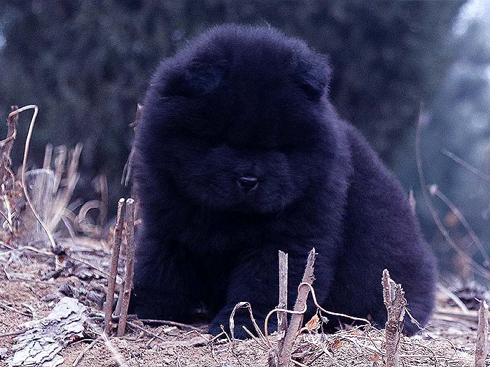 出售小现金的纯种顶级松狮犬黑色幼犬公-图片2