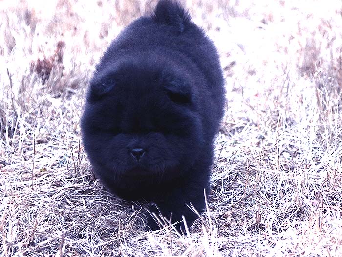 出售小现金的纯种顶级松狮犬黑色幼犬公-图片3