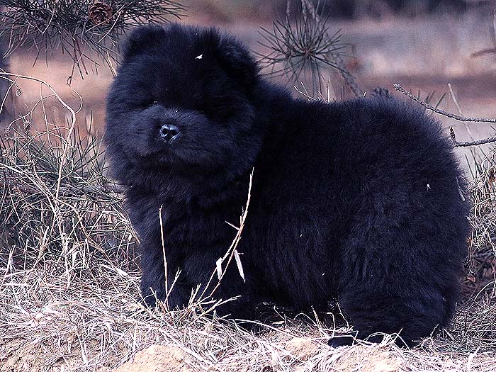 顶级纯种黑色松狮幼犬母犬图片-多宝玉照片 纯种黑色松狮图片 黑色松狮图片3