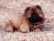 松狮犬幼犬图片冠军级纯种红色松狮幼犬母犬图片-未来超级种母