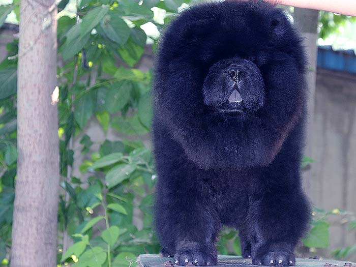 出售黑色6个月纯种顶级松狮幼犬公犬 出售松狮 出售黑色松狮1