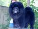 黑色松狮犬图片6个月赛级纯种黑色松狮犬公犬图片