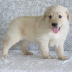 测试出售江苏纯种金毛犬幼犬3个月公犬纯种金毛犬幼犬 金毛幼犬 金毛犬幼犬